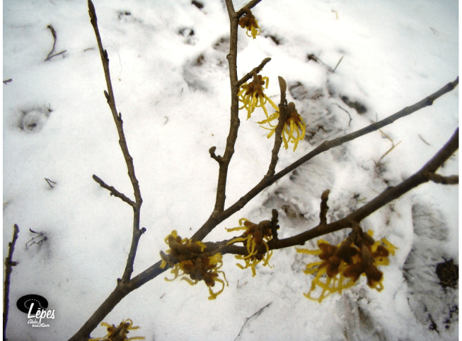 Hamamelis × intermedia   'Westerstede'